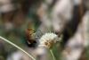 291580 – Photo : walter zoccarato – Croatie